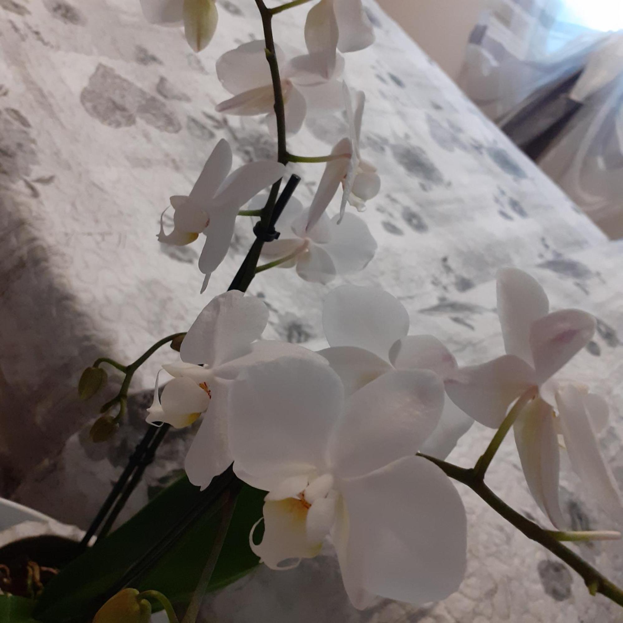 B&B Alla Bon'Ora Volpago del Montello Ruang foto